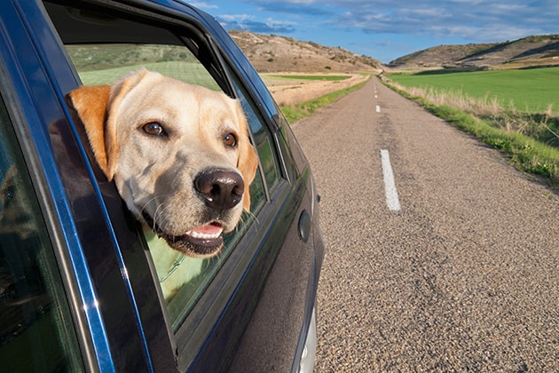 traveling with pets